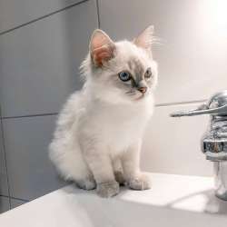 Качественные котята Рэгдолл на переезд фото 5