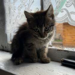 Котята в Йошкар-Оле фото 5