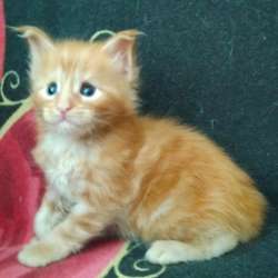 Maine Coon