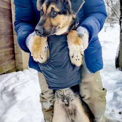 Щенок метис немца
