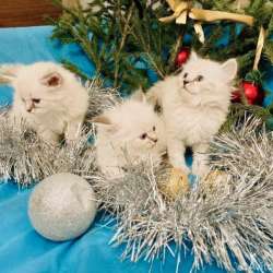 Котодетки Рэгдолл в Москве фото 9