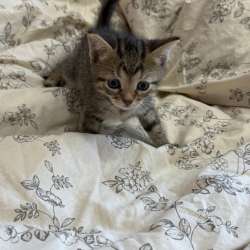 Отдам котят в добрые руки в Нижнем Новгороде