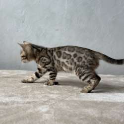 Available Bengal kittens фото 11