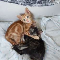 Отдам котят в хорошие руки