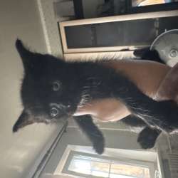Котята в добрые руки в Раменское