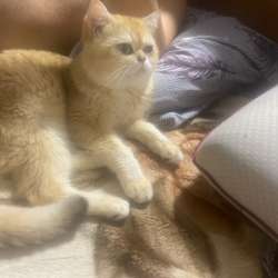 Вязка кот