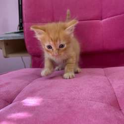 Котята ищут дом??‍⬛ в Краснодаре фото 7