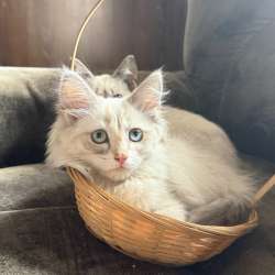 Отдам котят в добрые руки в Томске фото 3