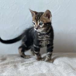 Мраморные Бенгальские котята фото 6