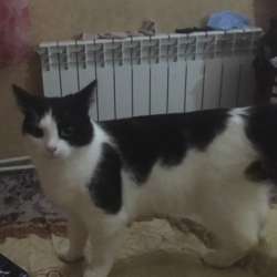 Отдам кошку
