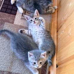 Котята шотландские