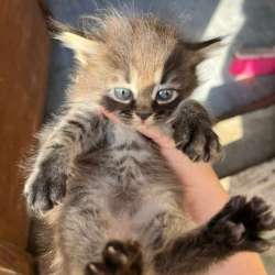 котята в Махачкале фото 23