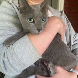 Кошка
