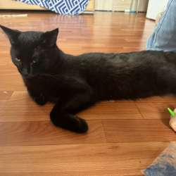 Отдам кота
