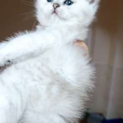 Кошки на продаже в Грозном фото 8
