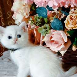 Животные кошки