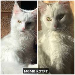 продажа котят!? в Улан-Удэ фото 6