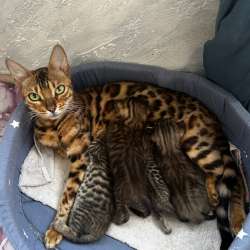 Котята бенгалы в Подольске фото 3