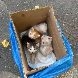 котята даром
