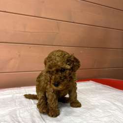 Карликовый Пудель Poodle фото 17