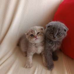 Шотландские котята фото 12