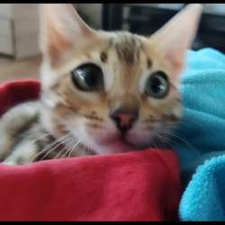 Бенгальские котята