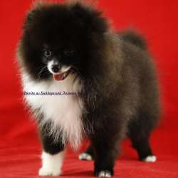 Very very little girl pomeranian фото 6