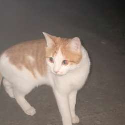Котик ищет дом