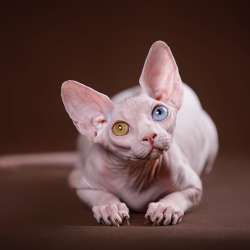 Эльф, бамбино, Канадский сфинкс, котята