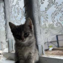 Котята в Йошкар-Оле