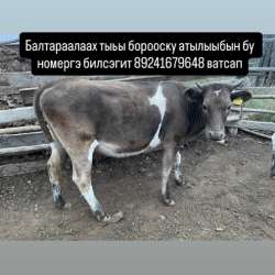 Срочно. Только ватсап