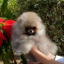 Pomeranian boo male. 2 months фото 3