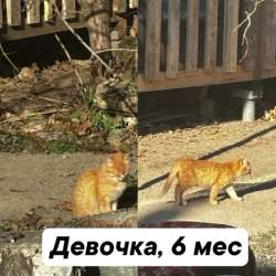 Котята бесплатно в Менделеевске фото 3