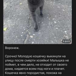 Отдам кошечку в добрые руки