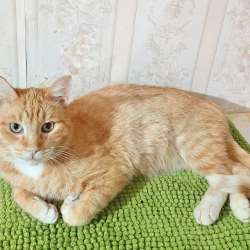 Рыжий котик ищет дом в Москве