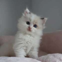 Котята Ragdoll для хорошей семьи