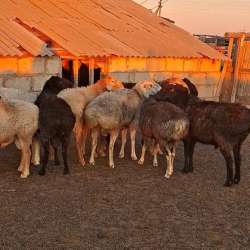 Продаю баран производитель (кочкар) в Астрахани фото 8