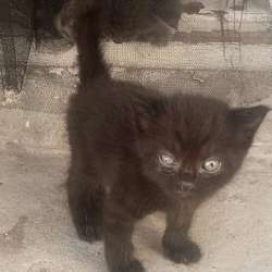 котята ищут дом в Геленджике фото 3