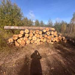 Береза в большом обьеме