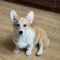Pembroke Welsh Corgi фото 5