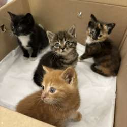 Котята в Трудовом