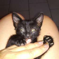 Отдам котят 1,5 месяца, потомственные крысоловы фото 4