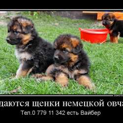 Продаются щенки немецкой овчарки! фото 18