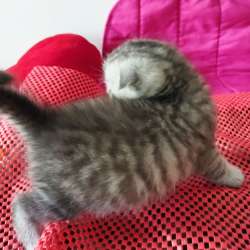 Scottish fold. male, Scottish strait female. Document фото 3
