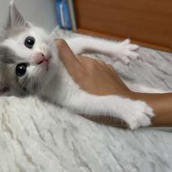 Вислоухие котята в добрые руки в Москве фото 3