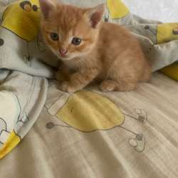 Котята в Орске фото 4