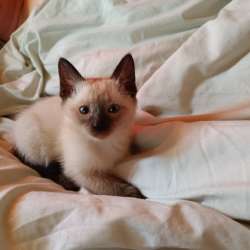 Тайские котята