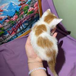Котенок в добрые руки в Стерлитамаке