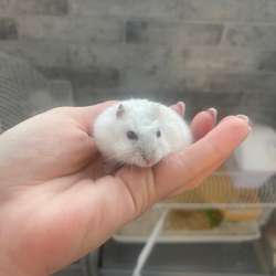 Джунгарский хомяк с клеткой в Новокуйбышевске