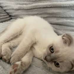 Macho Scottish Fold